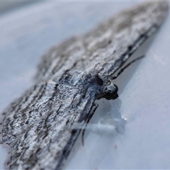 Phelotis cognata at Moruya, NSW - suppressed