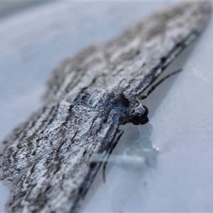 Phelotis cognata at Moruya, NSW - suppressed