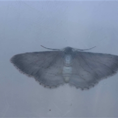 Phelotis cognata at Moruya, NSW - suppressed