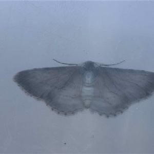 Phelotis cognata at Moruya, NSW - suppressed