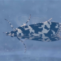 Scoparia aphrodes (Scoparia aphrodes) by LisaH