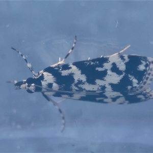 Scoparia aphrodes (Scoparia aphrodes) by LisaH