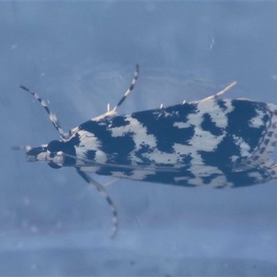 Scoparia aphrodes (Scoparia aphrodes) at  - suppressed by LisaH