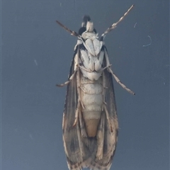 Scoparia aphrodes at Moruya, NSW - suppressed