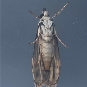 Scoparia aphrodes at Moruya, NSW - suppressed