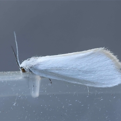 Tipanaea patulella (The White Crambid moth) at  - suppressed by LisaH