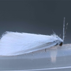Tipanaea patulella at Moruya, NSW - suppressed