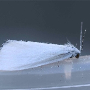 Tipanaea patulella at Moruya, NSW - suppressed