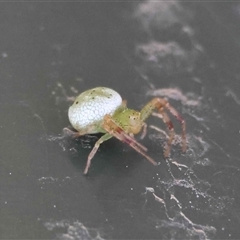 Unverified Spider by LisaH