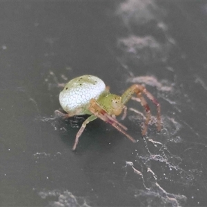 Unverified Spider by LisaH