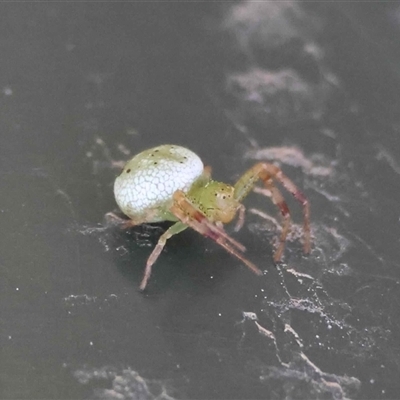 Unverified Spider at  - suppressed by LisaH