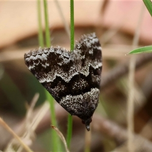 Dichromodes ainaria by LisaH