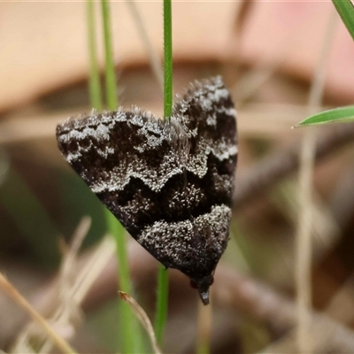 Dichromodes ainaria (A geometer or looper moth) at  - suppressed by LisaH