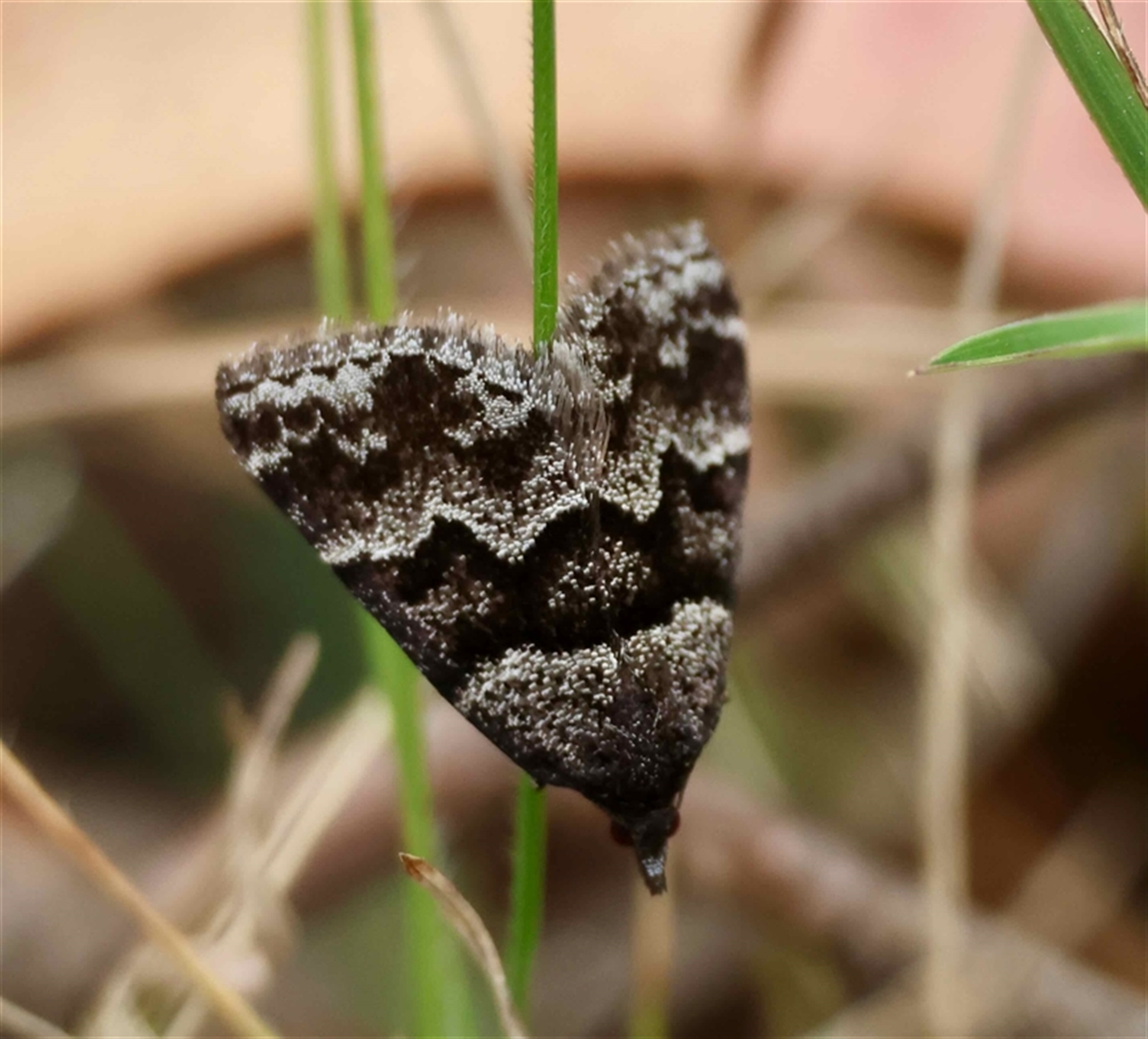 Dichromodes ainaria at Mongarlowe, NSW - suppressed