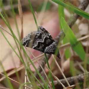 Dichromodes ainaria at Mongarlowe, NSW - suppressed