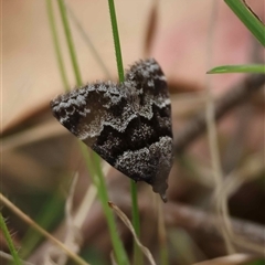 Dichromodes ainaria at Mongarlowe, NSW - suppressed