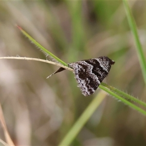 Dichromodes ainaria at Mongarlowe, NSW - suppressed