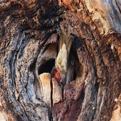 Unverified at suppressed - suppressed