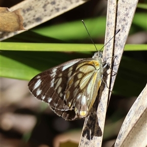 Belenois java at Mongarlowe, NSW - suppressed