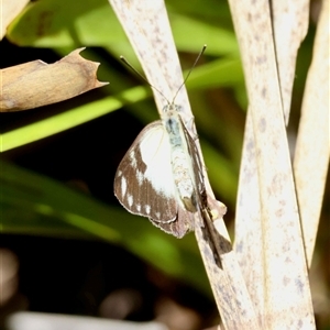 Belenois java at Mongarlowe, NSW - suppressed