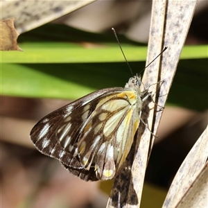 Belenois java at Mongarlowe, NSW - suppressed