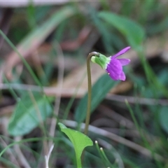 Viola betonicifolia subsp. betonicifolia at Mongarlowe, NSW - suppressed