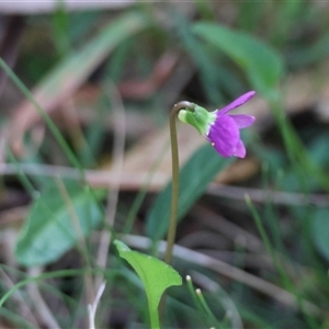 Viola betonicifolia subsp. betonicifolia at Mongarlowe, NSW - suppressed