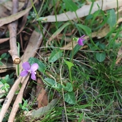 Viola betonicifolia subsp. betonicifolia at Mongarlowe, NSW - suppressed