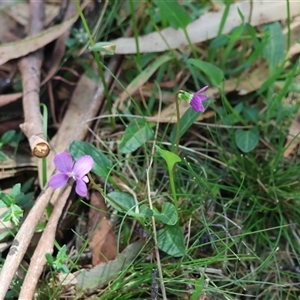 Viola betonicifolia subsp. betonicifolia at Mongarlowe, NSW - suppressed