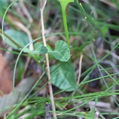 Viola betonicifolia subsp. betonicifolia at Mongarlowe, NSW - suppressed