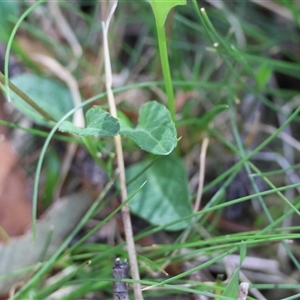 Viola betonicifolia subsp. betonicifolia at Mongarlowe, NSW - suppressed