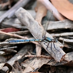 Diphlebia lestoides (Whitewater Rockmaster) by LisaH