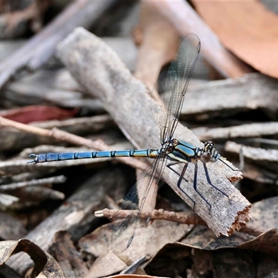 Diphlebia lestoides (Whitewater Rockmaster) at  - suppressed by LisaH