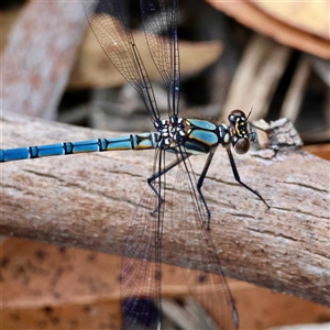Diphlebia lestoides at Mongarlowe, NSW - suppressed