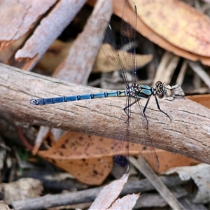Diphlebia lestoides at Mongarlowe, NSW - suppressed