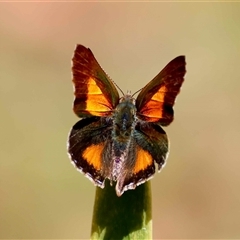 Paralucia aurifera (Bright Copper) at Mongarlowe, NSW - 23 Oct 2025 by LisaH
