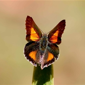 Paralucia aurifera by LisaH