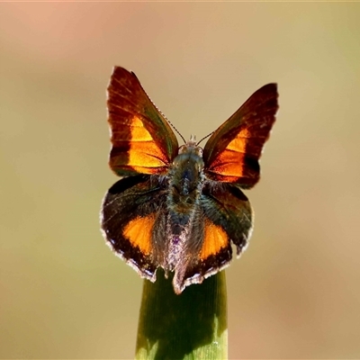 Paralucia aurifera (Bright Copper) at Mongarlowe, NSW - 23 Oct 2025 by LisaH