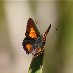 Paralucia aurifera at Mongarlowe, NSW - suppressed
