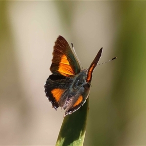 Paralucia aurifera at Mongarlowe, NSW - suppressed