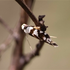 Oxythecta alternella at Mongarlowe, NSW - suppressed