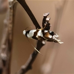 Oxythecta alternella at Mongarlowe, NSW - suppressed