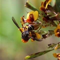Unverified Wasp (Hymenoptera, Apocrita) by LisaH