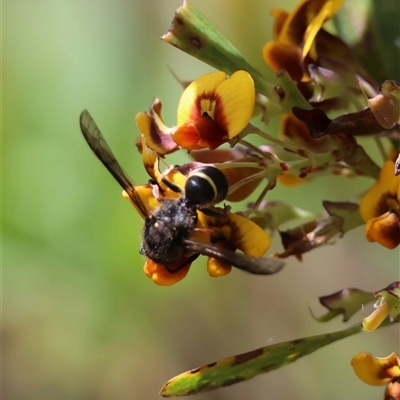 Unverified Wasp (Hymenoptera, Apocrita) at  - suppressed by LisaH