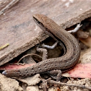 Lampropholis guichenoti at Mongarlowe, NSW - suppressed