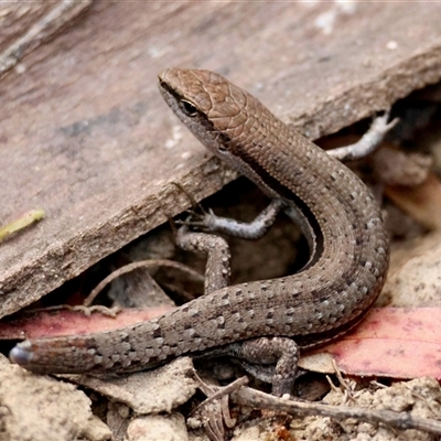 Lampropholis guichenoti (Common Garden Skink) at Mongarlowe, NSW - 23 Oct 2025 by LisaH
