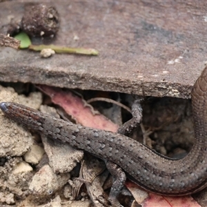 Lampropholis guichenoti at Mongarlowe, NSW - suppressed