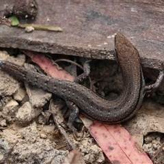 Lampropholis guichenoti at Mongarlowe, NSW - suppressed