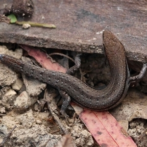 Lampropholis guichenoti at Mongarlowe, NSW - suppressed