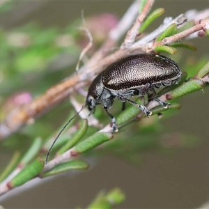 Unverified Beetle (Coleoptera) by LisaH